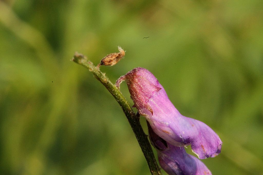 Vicia cracca e Vicia villosa